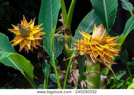 Golden Lotus Banana, Ensete Lasiocarpum/ Chinese Dwarf Banana