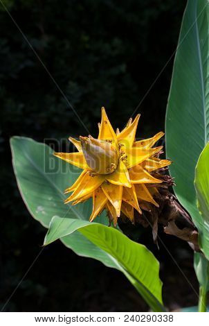 Golden Lotus Banana, Ensete Lasiocarpum/ Chinese Dwarf Banana