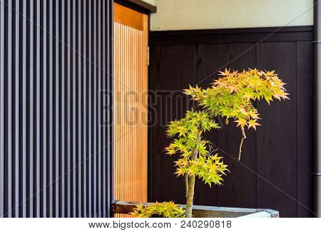 Bonsai Tree Maple Tree, Kyoto, Japan. Copy Space For Text.