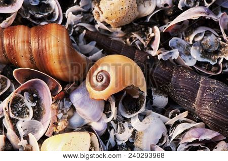 Seashells At Lowtide On The Sands Of Can Gio Beach In South Vietnam On A Sunny Morning.