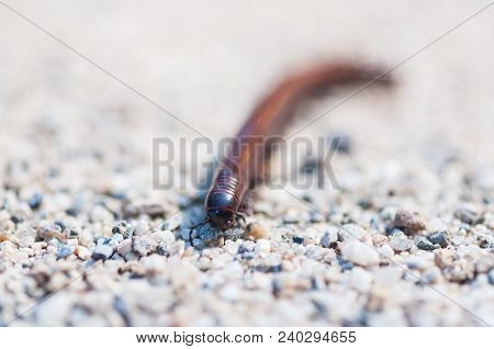 Close-up Of A Millipede. Shallow Depth Of Field