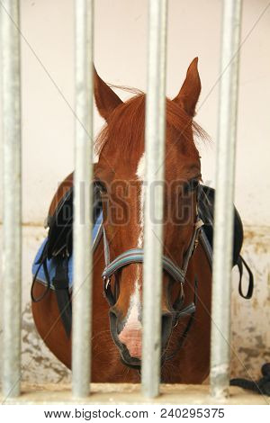 Red Horse Behind The Bars In Stable