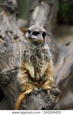 Full Body Of A Wild African Meerkat On The Tree Trank. Photography Of Wildlife.
