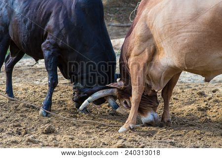 Bull Cow Fighting On Farm Land