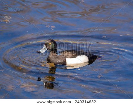 Portrait Of A Duck Swimming In Blue Water (aythya Fuligula)