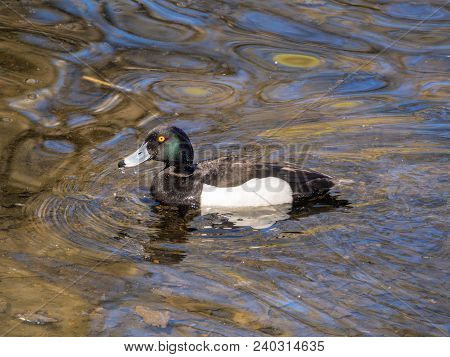 Portrait Of A Duck Swimming In Blue Water (aythya Fuligula)