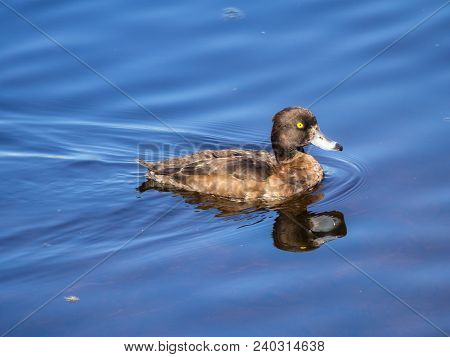 Duck Swimming In Blue Water (aythya Fuligula)