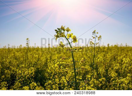Detail Of Flowering Rapeseed Canola Or Colza In Latin Brassica Napus, Plant For Green Energy And Oil