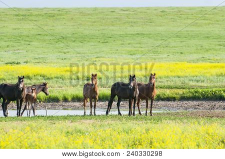 A Herd Of Wild Horses Shown On Water Island In Atmospheric Rostov State Reserve
