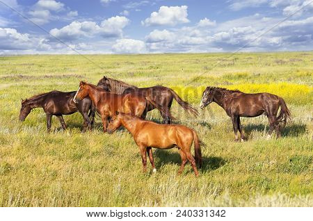 A Herd Of Wild Horses Shown On Water Island In Atmospheric Rostov State Reserve