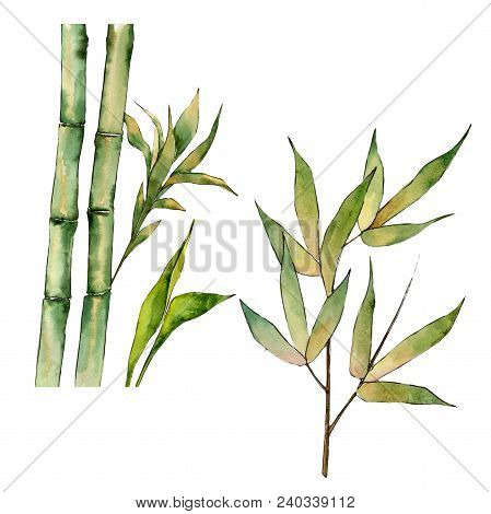 Bamboo Tree In A Watercolor Style Isolated. Aquarelle Wild Bamboo Tree For Background, Texture, Wrap