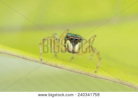 Super Macro Female Cosmophasis Umbratica Or Jumping Spider On Green Leaf