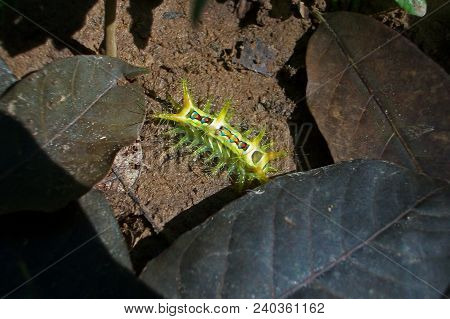 The Caterpillar Is Bright Yellow With Blue Green And Orange Colours On Floor.