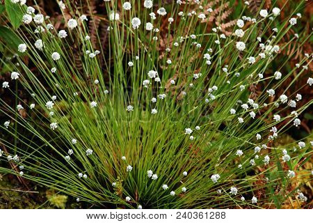 Eriocaulon Henryanum, White Flowers In Beautiful Nature.