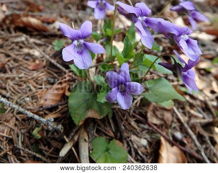 Viola Reichenbachiana, Wild Forest Violet In The Spring Forest