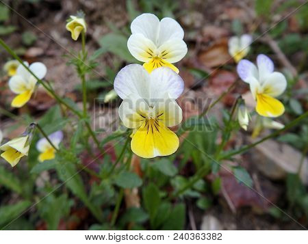 Johnny Jump Up, Heartsease, (viola Tricolor), Tickle-my-fancy,