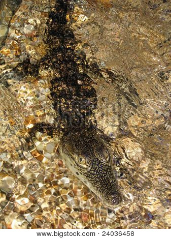 alegator