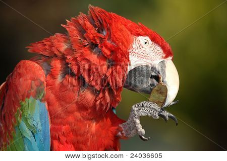 Hellroter Ara Vogel