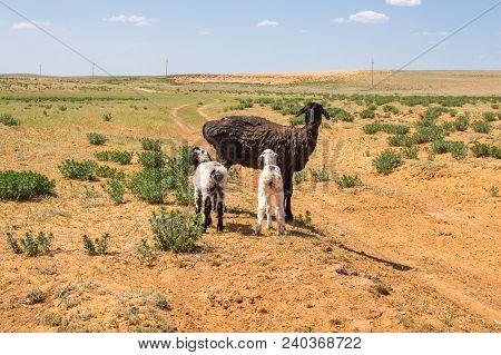 Sheep With Lambs In The Steppes Of The Semidesert.
