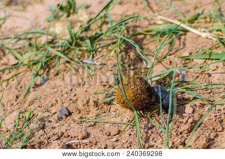 Single Scarabaeus Sacer Of Sacred Scarab On Ground.