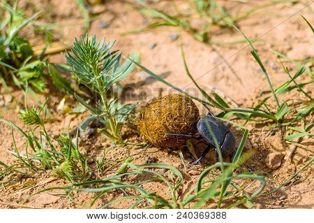 Single Scarabaeus Sacer Of Sacred Scarab On Ground.