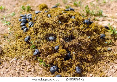 Group Of Scarabaeus Sacer Of Sacred Scarab In Dung.