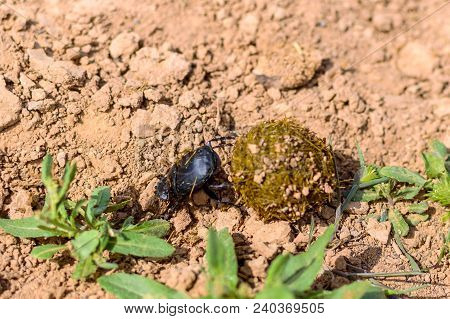 Single Scarabaeus Sacer Of Sacred Scarab On Ground.