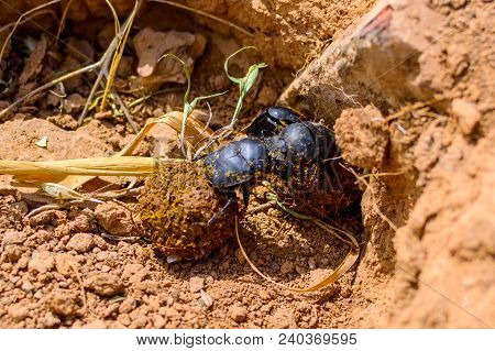 Single Scarabaeus Sacer Of Sacred Scarab On Ground.