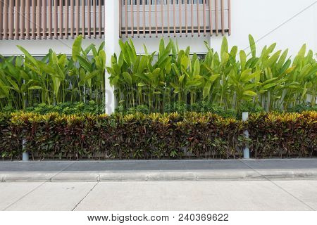 Beautiful Garden Croton Around Office Building, Croton Tree