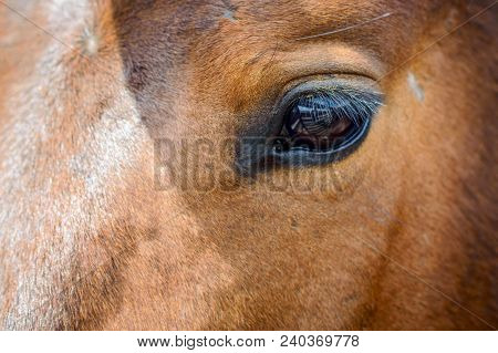 Close Up Of Brown Horse Eye On Sunny Day