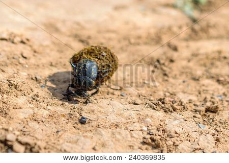 Single Scarabaeus Sacer Of Sacred Scarab On Ground.