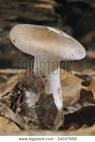 흐리게 Agaric 균 류