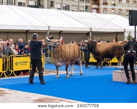 Oviedo, Spain - May 12, 2018: 
Beef Cattle Breeding Exhibition At The Plaza Ferroviarios Asturianos 