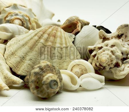 Ocen Sea Shell Starfish  Shellfish Summer Season Beach Travel Vacation Closeup Concept