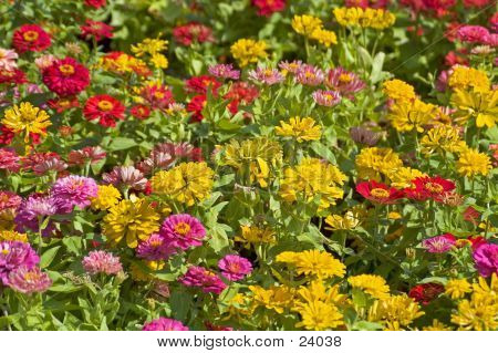 Canteiro de flores colorido