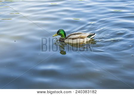 Birds And Animals In Wildlife. Amazing Mallard Duck Family View Of Mother Duck Swimming With Her Bab