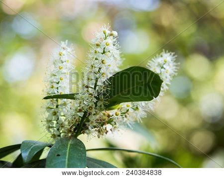 Beautiful White Blossom Of Runus Laurocerasus ( Cherry Laurel, Common Laurel )
