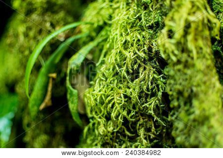 Close Up Moss Grass Covered On Moist Stone And Ground, See To Freshy. Grows Among The Moss In The Su
