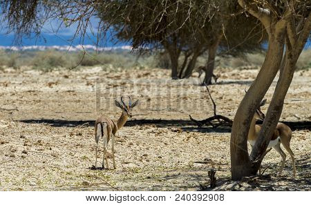 Dorcas Gazelle (gazella Dorcas) Inhabits Nature Desert Reserve Near Eilat, Israel. Expanding Human C