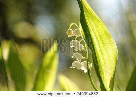 Lily of the valley spring flower Nature flower background flower Nature flower Nature background flower Nature wildflower flower Nature background flower Fresh Nature background Nature flower Nature background White flower Nature flower Nature background.