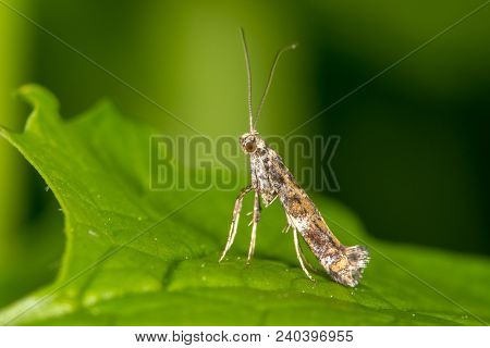 Gracillaria Syringella Micro Moth. Small Insect In The Family Gracillariidae, Which Can Be A Pest On