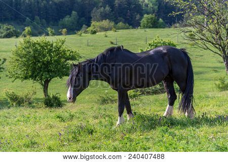 Beautiful Red Horse Grazing In A Meadow In Spring.