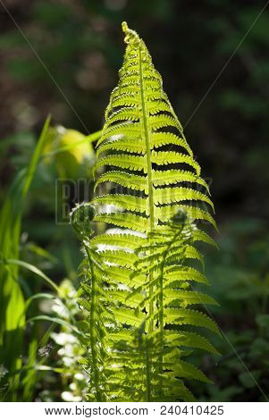 A Bush Of A Young Beautiful Green Fern In The Rays Of Sunlight Close-up