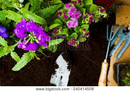 Fresh Flowers And Gardening Tools In The Soil