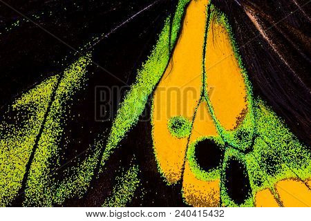 Detailed macro photo of a yellow and green male tropical birdwing butterfly (ornithoptera goliath) wing