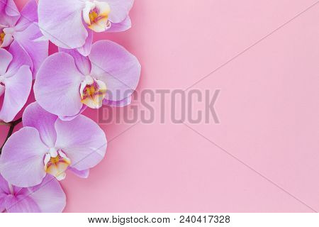 Orchid Phalaenopsis On A Pink Background. Beautiful Background For Your Design.