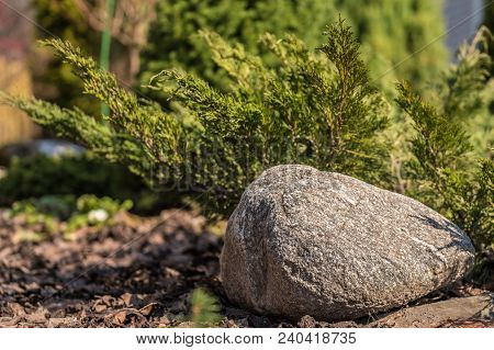 Branch Of Spruce On The Background Of Stones 2018