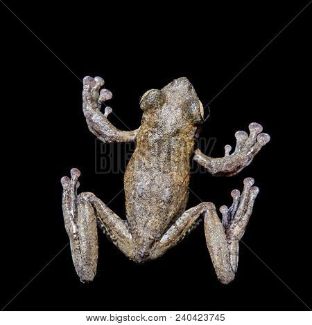 Annam Flying Frog, Rhacophorus Annamensis, Isolated On Black Background
