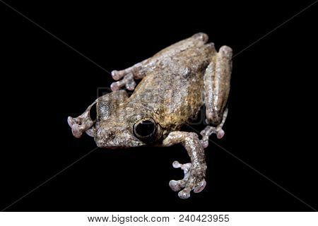 Annam Flying Frog, Rhacophorus Annamensis, Isolated On Black Background