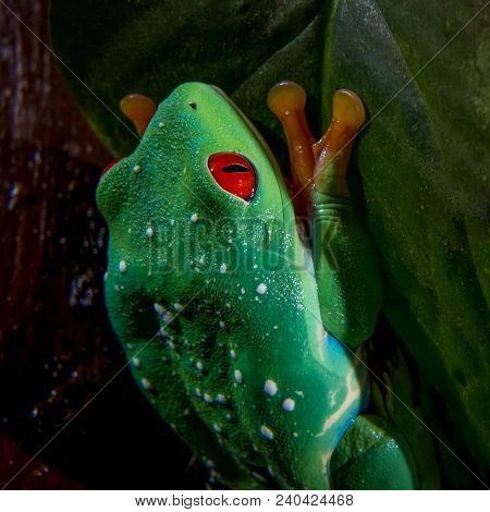 Red Eyed Tree Frog Isolated On White. Agalychnis Callidrias A Tropical Amphibian From The Rain Fores